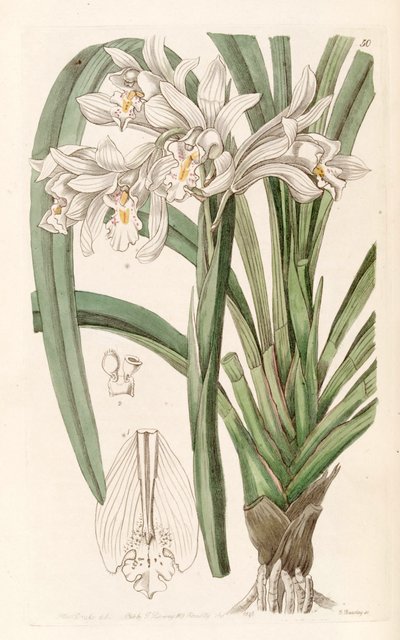 Cymbidium mastersii da Miss Drake